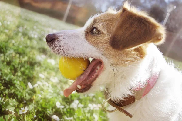 Arckép boldog alsó sárgásbarna kutya játék-val egy labda-nél Park — Stock Fotó