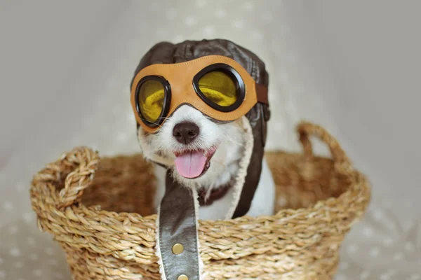 PORTRAIT CUTE JACK RUSSELL DOG LLEVANDO UN PILOTO O AVIADOR HAT GO — Foto de Stock