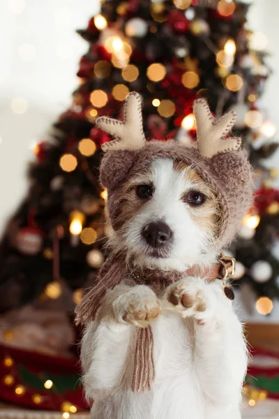 JACK RUSSELL DOG UNDER CHRISTMAS TREE LIGHTS CELEBRATING HOLIDAY — Stock Photo, Image