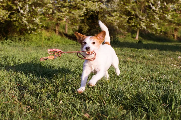 FUNNY DOG RUNNING AND HOLDING  A COLORFUL LEASH WITH ITS MOUTH A — Stok Foto