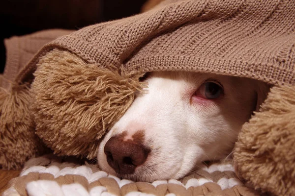Chory lub przerażony pies pokryte ciepłym kocem Tassel — Zdjęcie stockowe