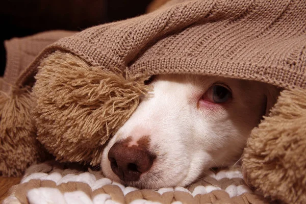 Perro enfermo o asustado cubierto con un BLANCO TASSEL CALIENTE — Foto de Stock