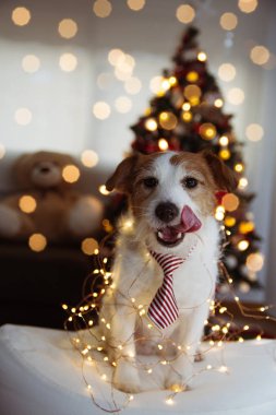 Komik Noel veya Yeni Yıl Köpek. Jack Russell Köpek Yavrusu Gülümseyerek Ve 