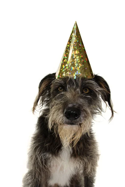 Funny Black Dog obchodzi urodziny lub nowy rok ze złotym — Zdjęcie stockowe