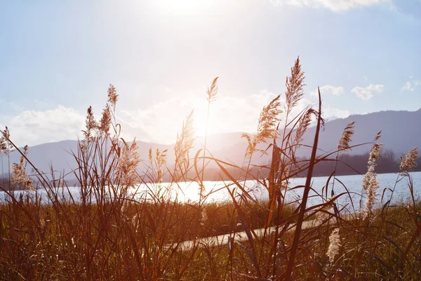 Närbild vass gräs vid natursköna sjölandskap med solnedgång ljus Royaltyfria Stockbilder