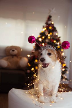 Mutlu Noeller ya da yeni yıl köpeği. Jack Russell Köpek Yavrusu ile Gülümseyen