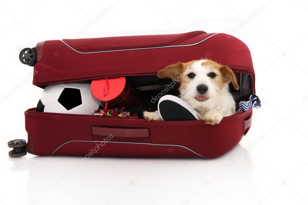 JACK RUSSELL DOG INSIDE A RED MODERN SUITCASE GOING ON VACATIONS