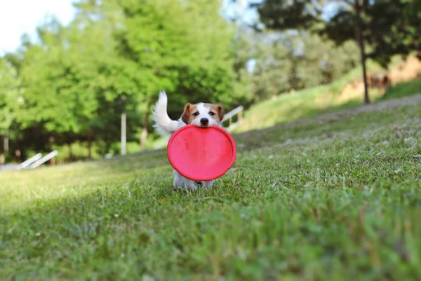 FUNNY ACTIVE JACK RUSSELL DOG CAPTURA DE UN DISPOSITIVO DE VUELO PLÁSTICO ROJO — Foto de Stock