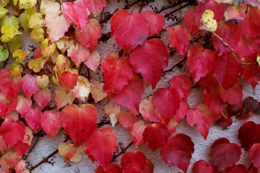 Sonbahar Arka Planlar. Kırmızı Virginia Creeper Yaprakları Sonbahar Sezon.