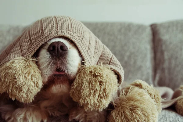 Chory lub przerażony Cavalier pies pokryte ciepłym kocem Tassel — Zdjęcie stockowe