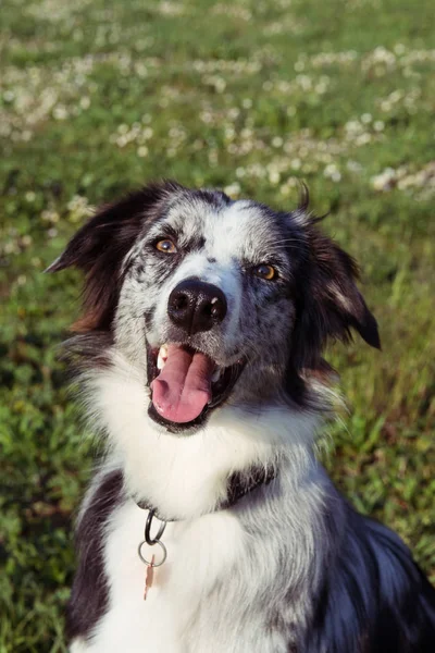 PORTRAIT FELIZ FRONTERA COLLIE PERRO CONTRA GRASAS VERDE EN EL PAR — Foto de Stock