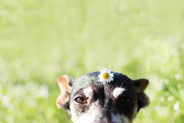 Blízký portrét starší pes s Daisy květinou nad hlavou A — Stock fotografie