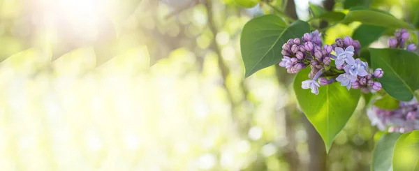 BANNER SPRING BRANCH OF BLOSSOMING LILAC DEFOCUSED BACKGROUND