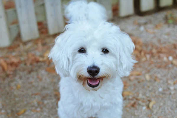 Porträtt Happy maltesiska hund mot grannar trästaket — Stockfoto