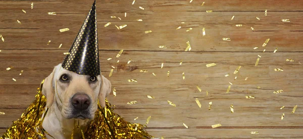 BANNER HAPPY DOG CELEBRATING BIRTHDAY, NEW YEAR OR ANNIVERSARY P