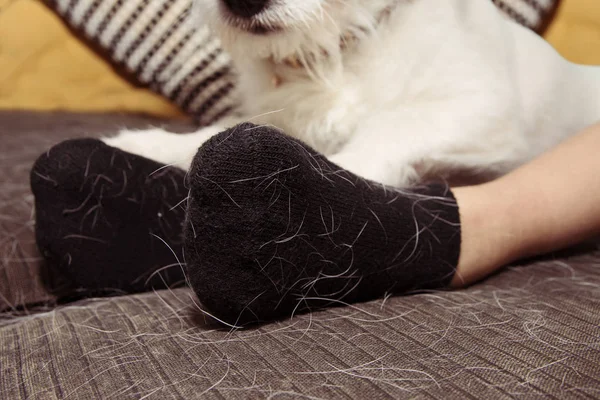 Dökülme Mevsimi Boyunca Siyah Çorap Kumaş Üzerine Evcil Hayvan, Kedi Veya Köpek Saçı