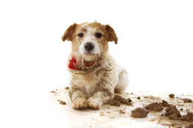 Kirli Köpek. Komik Jack Russell Puppy, bir oyun sonra uzanmak 