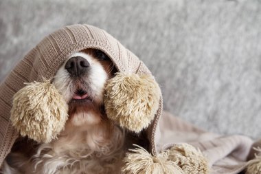 Hasta, Oyuncu Veya Korkmuş Cavalier Köpek Yavrusu Sıcak Kaplı 
