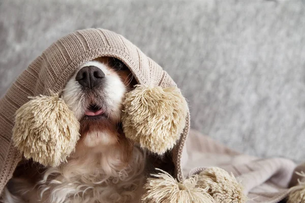 Kranker, verspielter oder verängstigter Kavalier-Hundewelpe, bedeckt mit einem warmen — Stockfoto