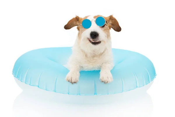 FUNNY DOG SUMMER VACATIONS (em inglês). JACK RUSSELL DOG SUNBATHING COM BLU — Fotografia de Stock