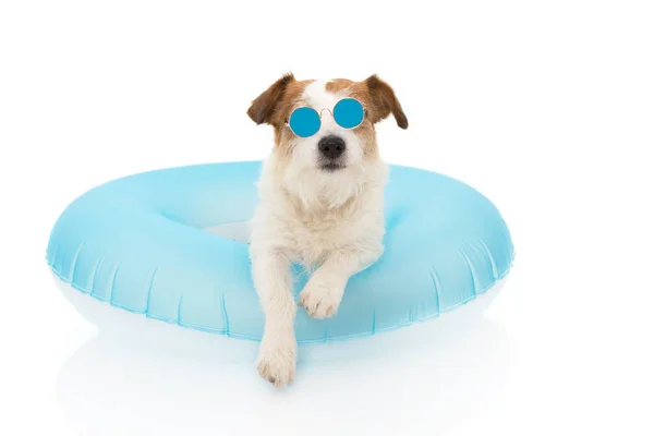 VACANCES D'ÉTÉ DES CHIENS. JACK RUSSELL DOG SUNBATHING AVEC DE L'AIR BLEU — Photo