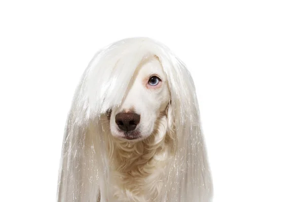 Rocky Dog noszenie białej peruki na karnawał, Halloween, lub nowy Ye — Zdjęcie stockowe