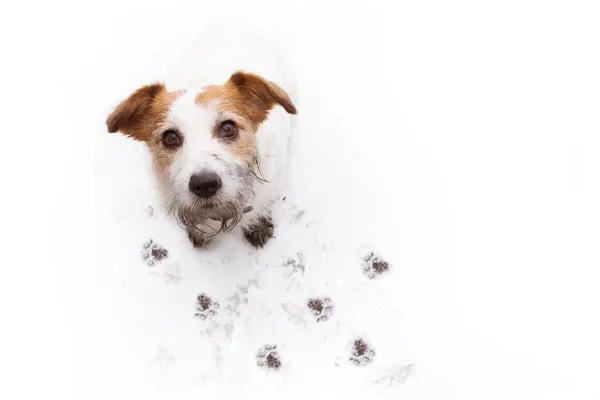 Izole Dirty Jack Russell Dog, Bir Mud Puddle oyun sonra