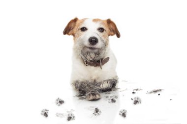 Mutlu Kirli Köpek. Jack Russell Yaramazlık Bir Çamur Puddl oyun sonra