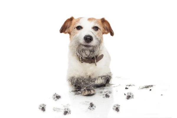 Mutlu Kirli Köpek. Jack Russell Yaramazlık Bir Çamur Puddl oyun sonra