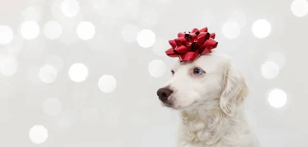 BANNER CHRISTMAS DOG. PUPPY WEARING A RED RIBBON CELEBRATING HOL