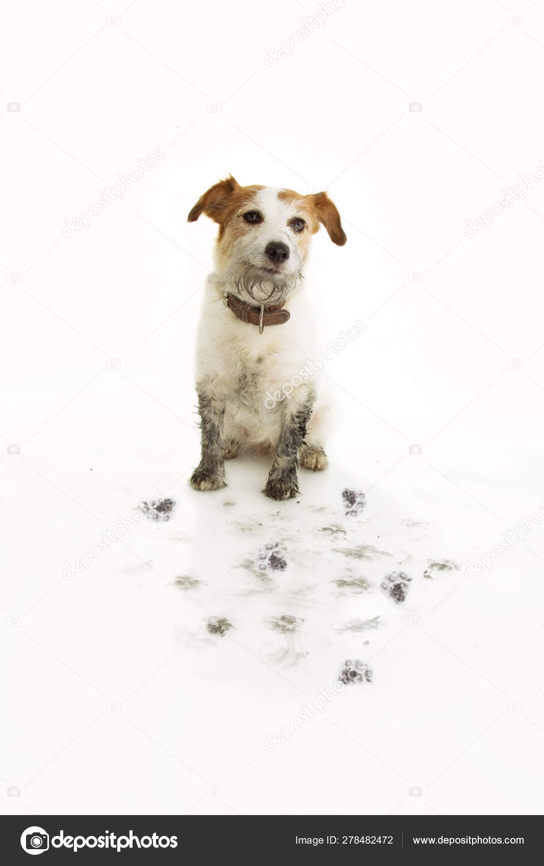 Счастливый Грязный Пёс. FUNNY JACK RUSSELL AFTER PLAY IN A MUD.