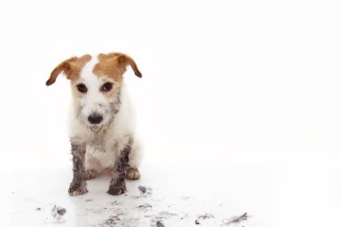 Suçlu Kirli Köpek. Komik Jack Russell Oyun Sonra Ina Çamur Puddle. 