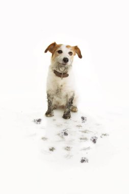 Mutlu Kirli Köpek. Komik Jack Russell Bir Çamur Su Birikintisi Oyun sonra. 