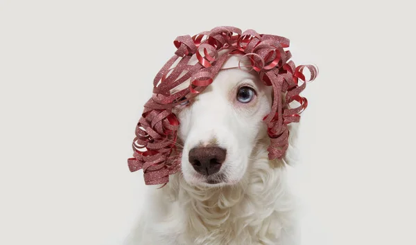 Perro celebrando cumpleaños, año nuevo o fiesta de carnaval con un r — Foto de Stock