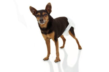Katarakt ve Ostheoartrit Weari ile Portre Kıdemli Yaşlı Köpek