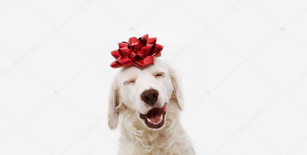 Happy dog present for christmas, birthday or anniversary, wearin