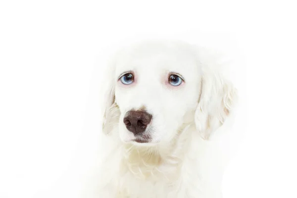 Worried and scared dog face expresion because fireworks, food, — Stock Photo, Image