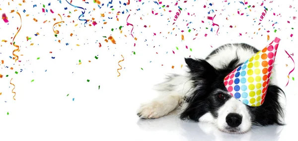 Banner pies party. Border Collie obchodzi urodziny, karnawał o — Zdjęcie stockowe