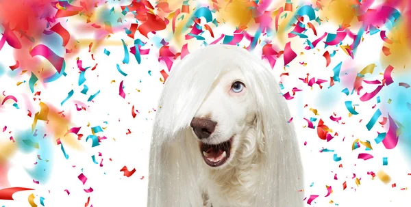 BANNER FUNNY ROCKY DOG LLEVANDO UNA BRUJA BLANCA PARA CARNAVAL O NUEVO — Foto de Stock