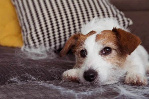 FURRY JACK RUSSELL DOG, SHEDDING HAIR DURRING MOLT SEASON RELAXIN — Foto de Stock