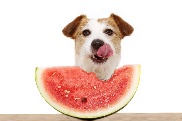 Cão de verão comendo melancia e ligando com a língua para fora. É — Fotografia de Stock