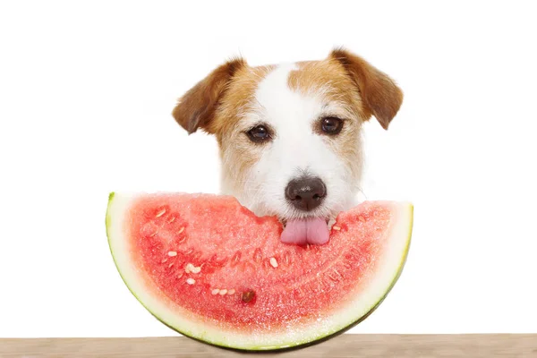 Sommar hund äter vattenmelon. Isolerad på vit bakgrund. — Stockfoto