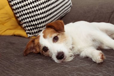 Dökülme veya molt saç sezon resti sırasında Kürklü jack russell köpek
