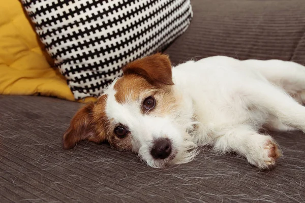 Gato peludo russell perro durante el derramamiento o muda pelo temporada resti — Foto de Stock