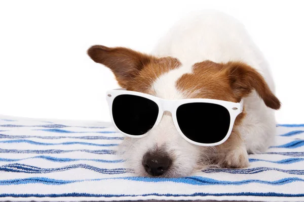 Verão de banho de cão usando óculos de sol e descansando na toalha — Fotografia de Stock