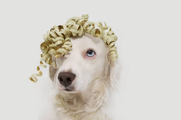 Retrato de perro fiesta presente. Cachorro celebrando cumpleaños, annivers — Foto de Stock