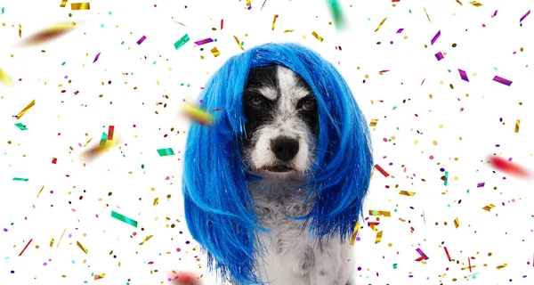 Banner pies karnawał lub nowy rok party. Zabawny rasowe noszenie A — Zdjęcie stockowe