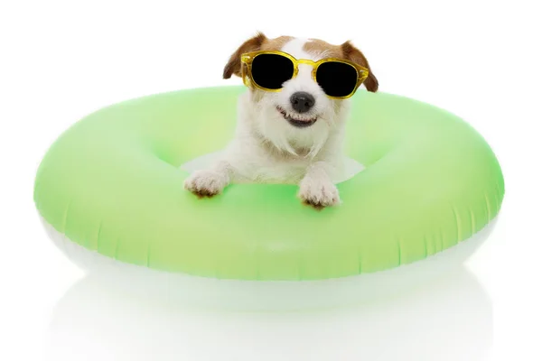 ÉTÉ DE CHIENS EN VACANCES. JACK RUSSELL À L'INTÉRIEUR D'UN INFLATABLE — Photo