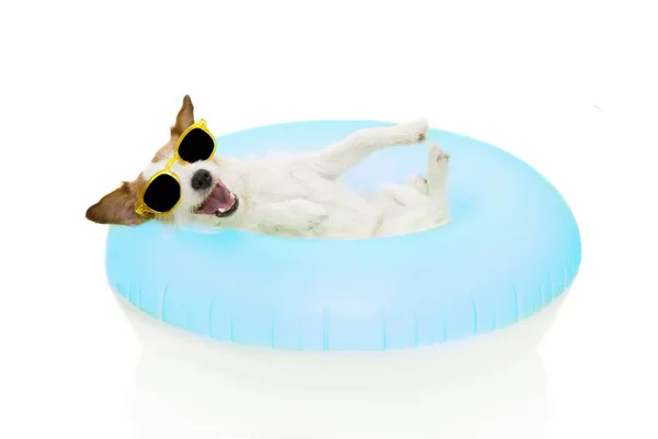 HAPPY DOG SUMMER VAGEM EM VACAÇÕES. JACK RUSSELL INSIDE A INFLA — Fotografia de Stock