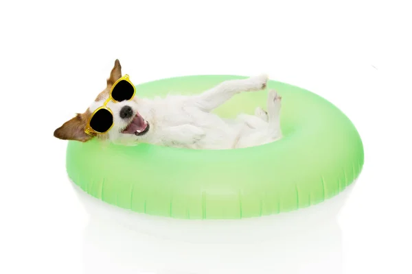 HAPPY DOG SUMMER GOING ON VACATIONS. JACK RUSSELL À L'INTÉRIEUR D'UNE INFLA — Photo